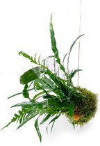 Kokedama Varen [Trendy - Hangplant - Slow Living - Japandi -  Interieur - Urban Jungle - Makkelijk - Easy plant]