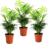 Plant in a Box - Chamaedorea elegans - Set van 3 - Kamerplanten - Dwergpalmen - Top 12cm - Hoogte 30-40cm