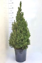 Kerstboom - Picea conica - 100 cm - Echte Kerstboom - Met kluit