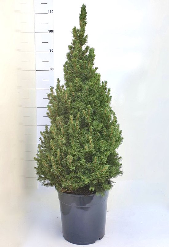 Echte Kerstboom Met Kluit 2025 Kary Beatrix