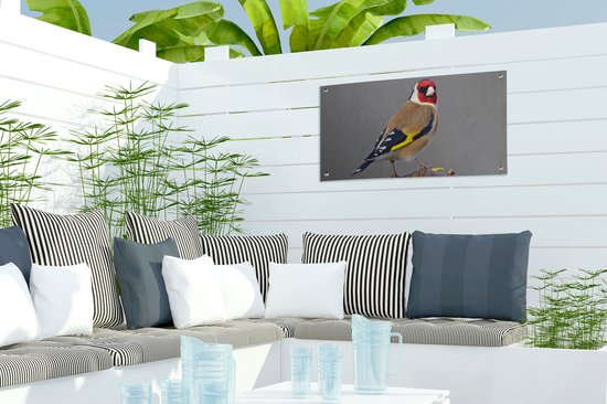 Poster de jardin Un chardonneret regarde droit dans l'appareil photo - 60x30 cm