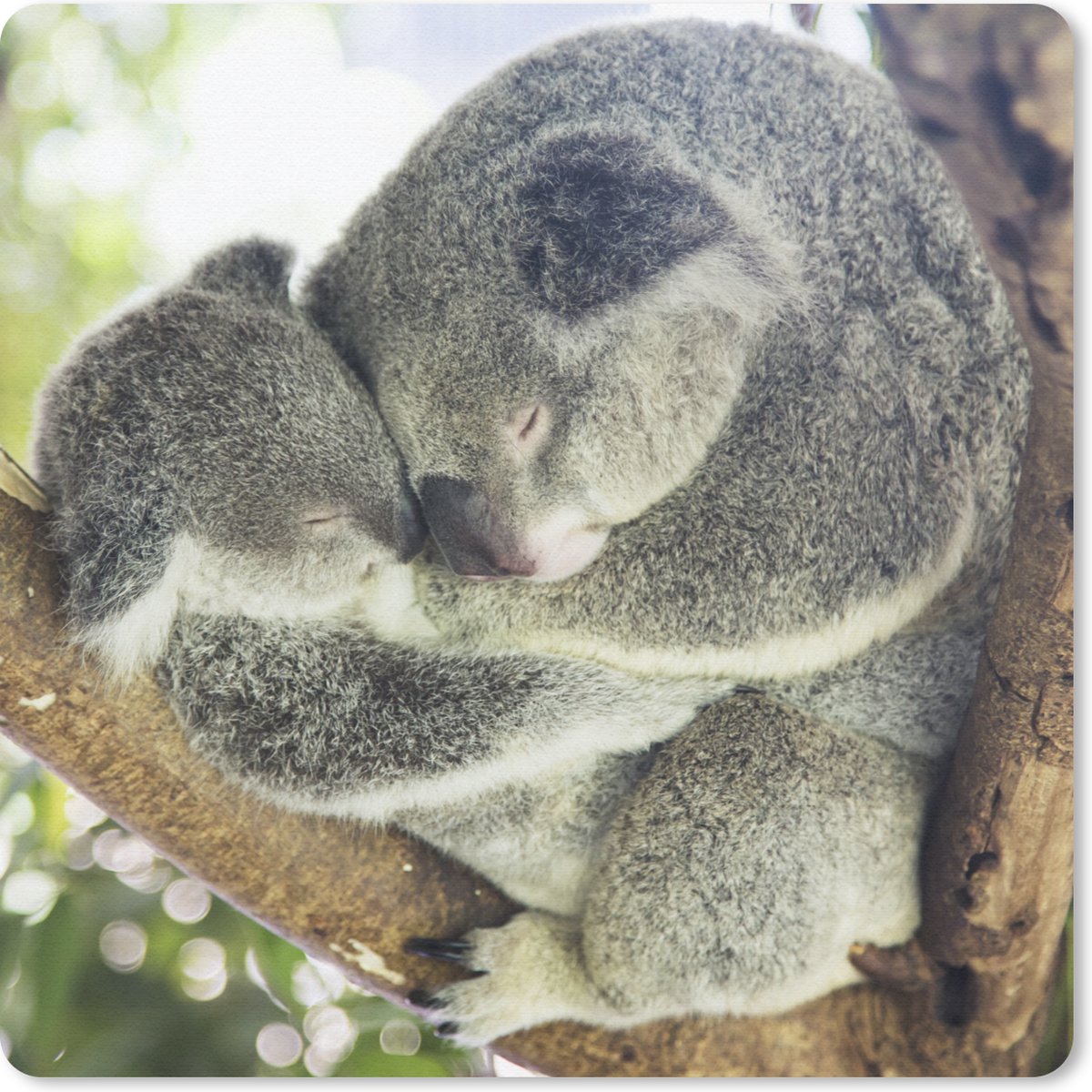 Muismat Klein - Koala's - Knuffel - Dieren - Kinderen - Jongens - Meisjes - 20x20 cm