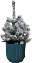 Hellogreen Kamerplant - Kleine Kerstboom - Picea met sneeuw - 50 cm - ELHO Vibes Fold Rond Diepblauw
