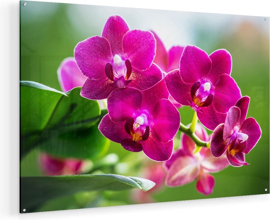 Schilderijen Orchidee Bloemen 5 Delen Fleece Canvas Print Decoratie Huiskamer Abstract Grijs Beige 205452b