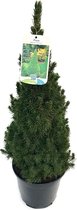Kerstboom - Picea glauca 'Conica' - 80-90 cm hoog - grote potmaat Ø26cm