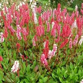 Persicaria affine 'Kabouter' - Duizendknoop - Planthoogte: 5 cm - Pot 11 cm (1 liter)