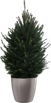 Boom van Botanicly – Picea glauca Super Green – Hoogte: 130 cm