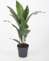 Kamerplant van Botanicly – Kwartjesplant – Hoogte: 70 cm – Aspidistra elatior