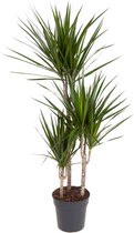 Kamerplant van Botanicly – Drakenboom – Hoogte: 115 cm – Dracaena Marginata