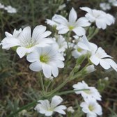 6x Hoornbloem - Cerastium biebersteinnii - Pot 9x9cm