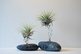 Luchtplantjes | Rockstars - Tillandsia op houder - Set van 2 stuks