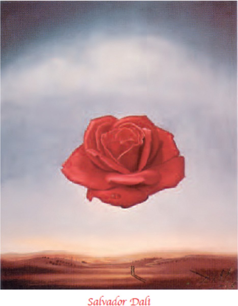 Catch Projecten Salvador Dalí - De meditatieve roos - Kunstposter - 40x50 cm Multicolor
