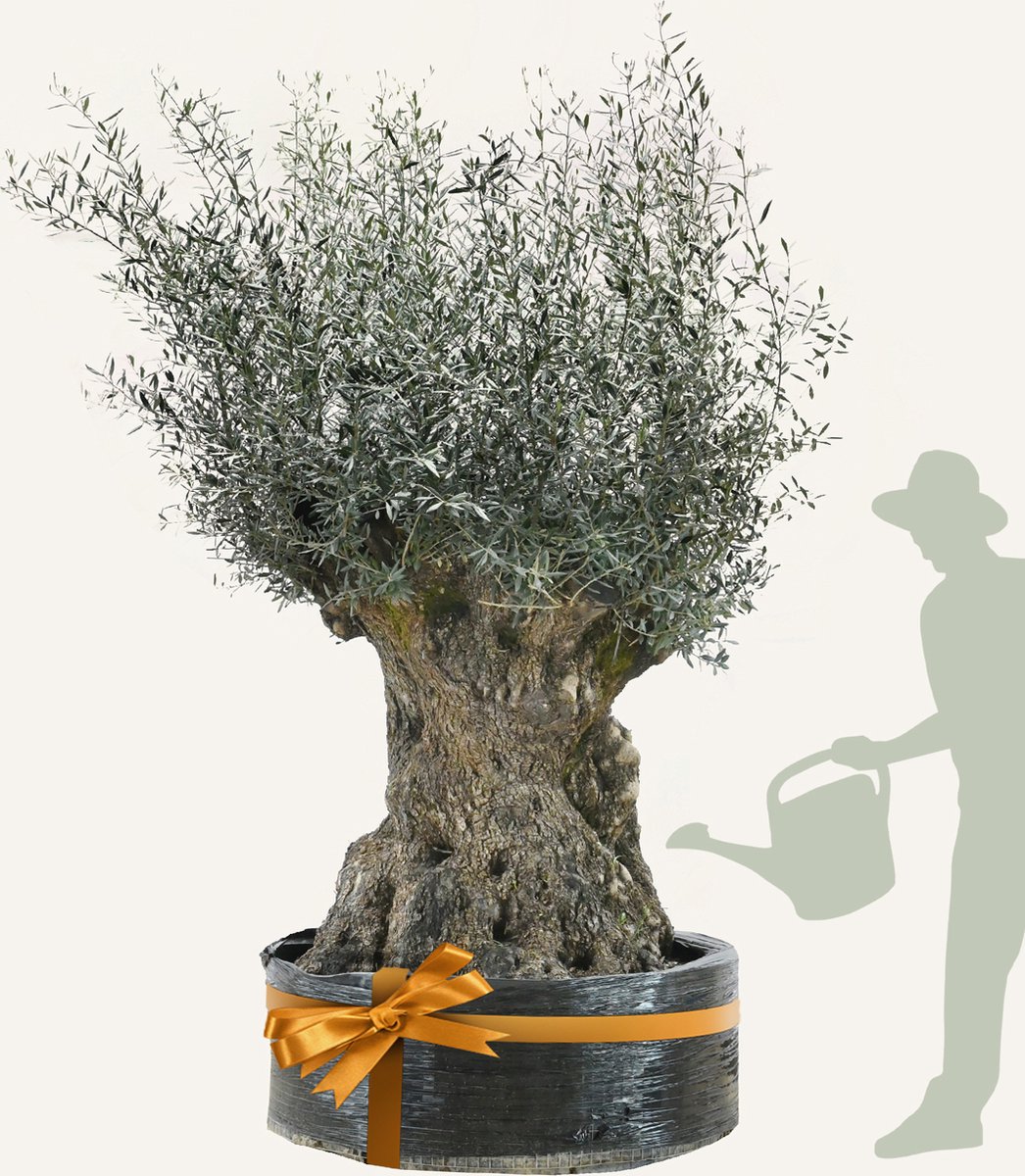 Evergreens - Olijfboom - Olea europaea - 'Bonsai' - 180/200 - Olea Europea - Olijfboom op stam in net - Winterhard - Groenblijvend - Olijven - Voeding