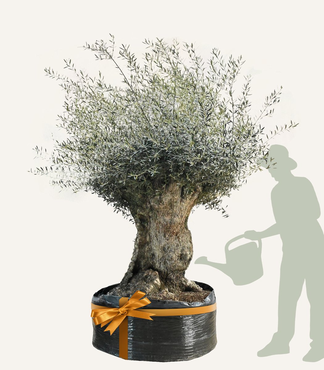 Evergreens - Olijfboom - Olea europaea - 'Bonsai' - 170/190 - Olea Europea - Olijfboom op stam in net - Winterhard - Groenblijvend - Olijven - Voeding