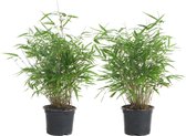Bloomique - Set van 2 - Fargesia Rufa - Bamboe Plant - Niet woekerend - Winterhard - Groenblijvend - Tuinplanten - 40-60 cm Hoog - Pot 17 cm