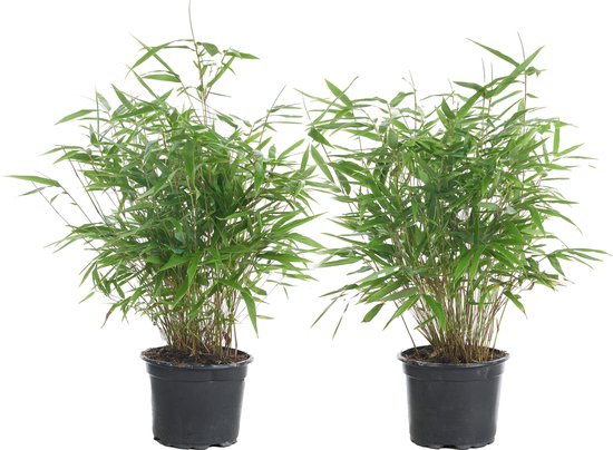 Deux plants de bambou Fargesia Rufa en pot, 40-60 cm de haut.