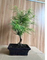 bonsai pseudolarix – bonsaiboompje – 12 jaar oud – Hoogte: 40cm, Ø 25cm – Buiten bonsai – Inclusief keramiek pot -FR Service