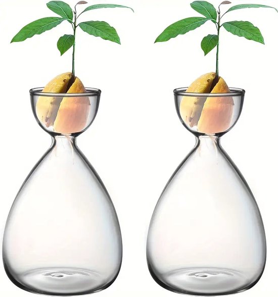 2-Delige Avocadopit Kweekset