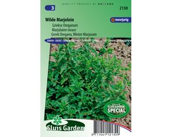 Sluis Garden - Griekse Oreganum