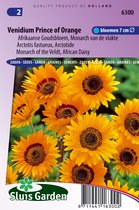 Sluis Garden - Venidium Prince of Orange (Afrikaanse Goudsbloem)