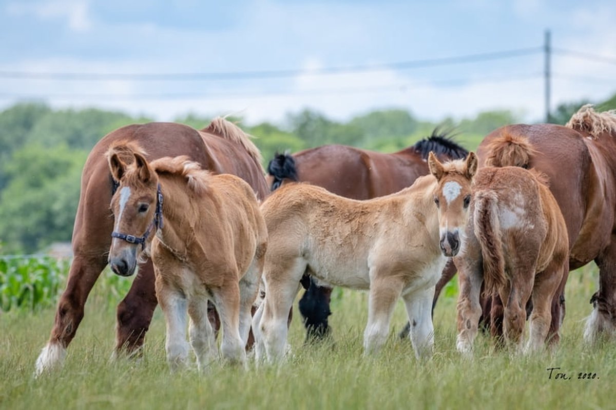 Trekpaarden TW20 - Poster - Ton van der Weerden - 30 x 40 cm