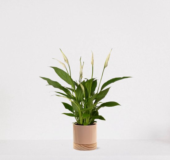 Spathiphyllum in sierpot Emma wood Taupe – witte kamerplant – luchtzuiverende lepelplant - 35-50cm - Ø13 – geleverd met plantenpot – vers uit de kwekerij