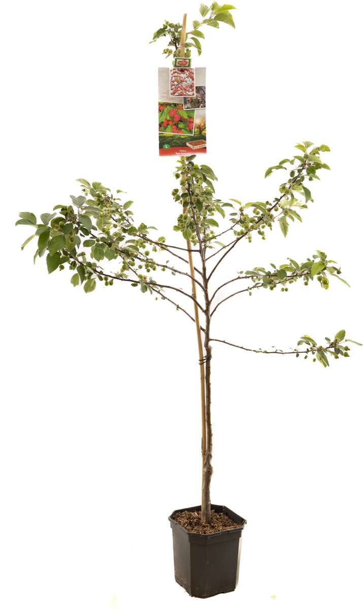 Rode sierappel - Malus Red Sentinel - laagstam - fruitboom - appelboom - 150cm hoog