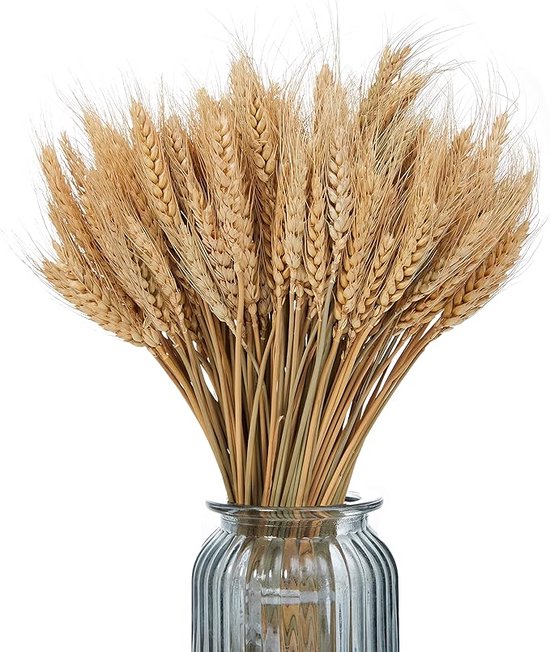Triticum (Tarwe) kopen | - : De online Bloemen & Hobbywinkel voor Creatieve Makers