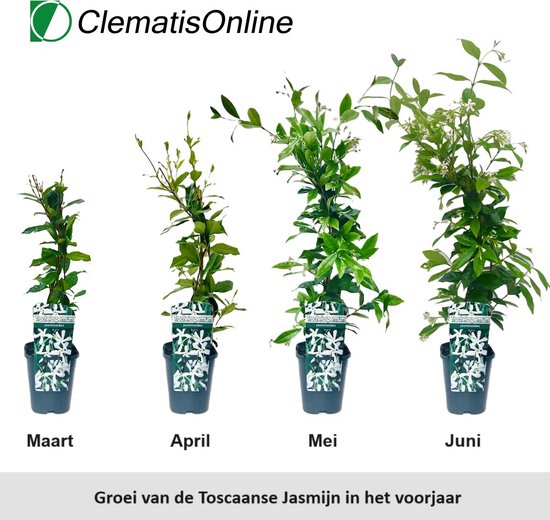 Vier Toscaanse Jasmijnplanten in potten, met labels, die de groei van maart tot juni tonen. Witte bloemen.
