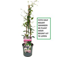 3 x Roze Toscaanse Jasmijn: 3 halen, 2 betalen! | Set van 3 x Roze Sterjasmijn (Star of Sicily / Pink Air / Pink Showers) voor 1 strekkende meter Haag - Groenblijvend / Wintergroen en Winterhard | 3 x 1,5 liter pot (Star of Ibiza) | Hoogte 40-70cm