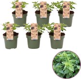 Tuinkruid Oregano (Wilde Marjolein) - Origanum 'Vulgare' - set van 6 stuks - Kruiden plant - Hoogte 20 - 25 cm - 12 cm pot