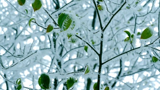 Vliesdoek tegen vorst Plantenhoes Winterhoes Duurzaam Ritssluiting . bol