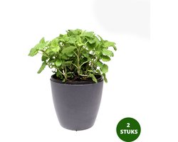 2 stuks Citroenmelisse - duurzame kruidenplanten