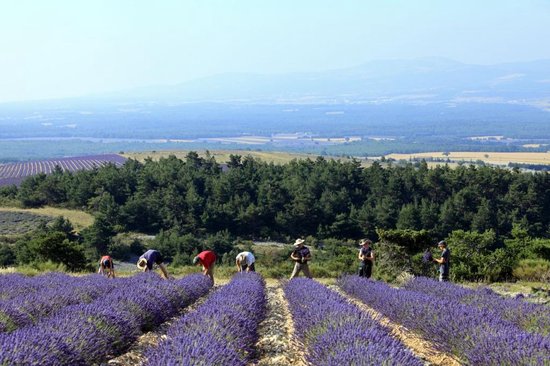 Biologische lavendel uit de Provence 10 zakjes van 6 gram wit - Bonheur de Provence
