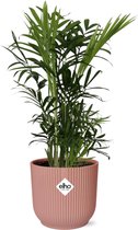Palmier Dattier Des Canaries (Phoenix Canariensis) - Plante Exotique De 75 Cm, Pot 15 Cm - Pour Intérieur/extérieur - 2