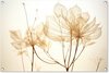 Droogbloemen - Beige