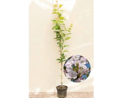 Jonge Zuilvormige Japanse sierkers boom | Prunus serrulata 'Amanogawa' | 100-150cm hoogte
