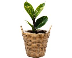 Mega Collections Planten/bloemen mand Cuba - rotan - lichtbruin - D17 x H14 cm - plantenpot voor buiten