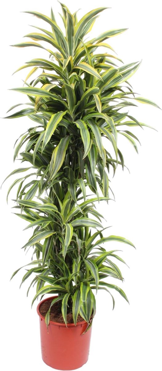 Dracaena Lemon Lime - 170 cm - ø34