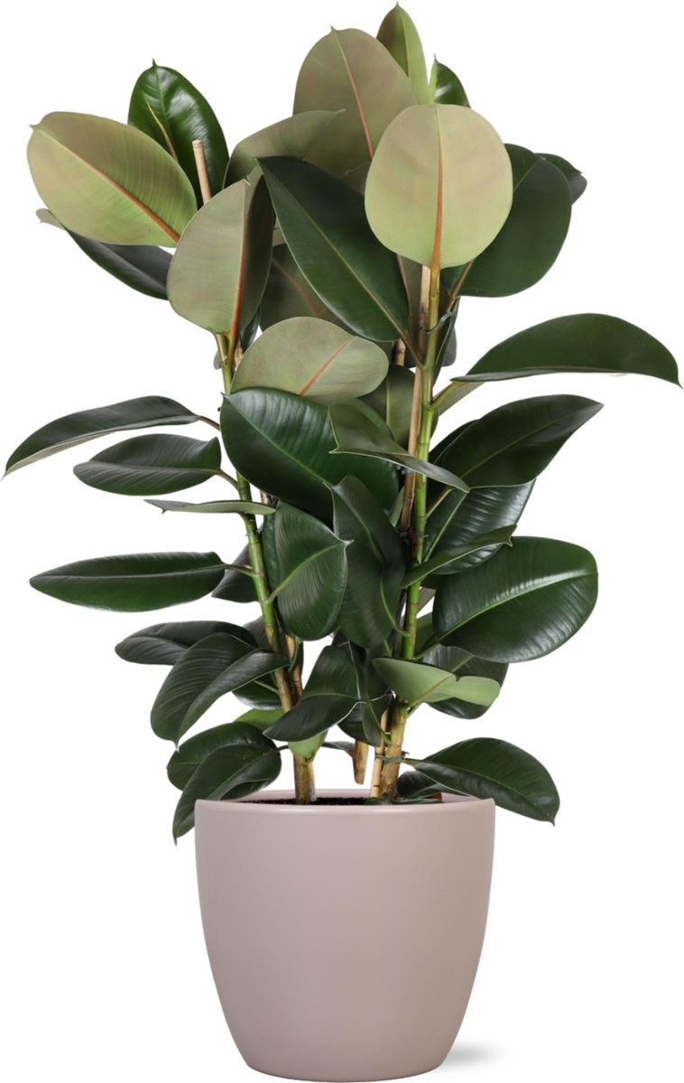Ficus Elastica Robusta Ø27cm - 115cm in Boule TAUPE pot