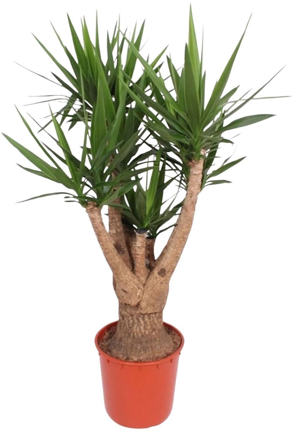 Green Harmony - Yucca Elephantipes vertakt - 160 cm - ø34
