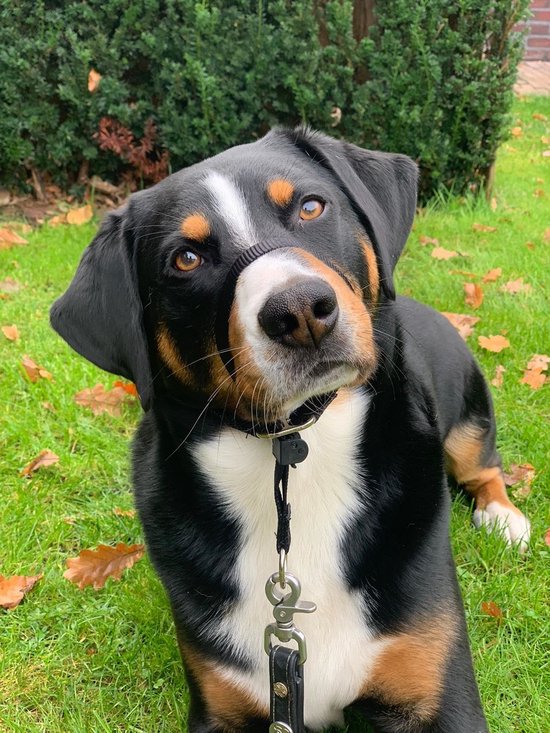 Grand chien noir et brun avec une longe de tête et un collier Gentle Leader noirs, regardant vers la caméra.