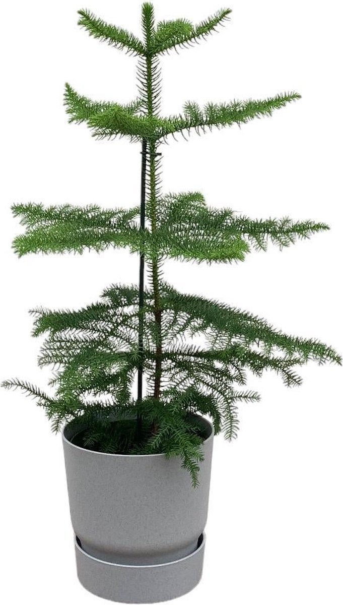 Combi deal - Araucaria (kamerden) inclusief elho Greenville Round grijs Ø18 - 60 cm