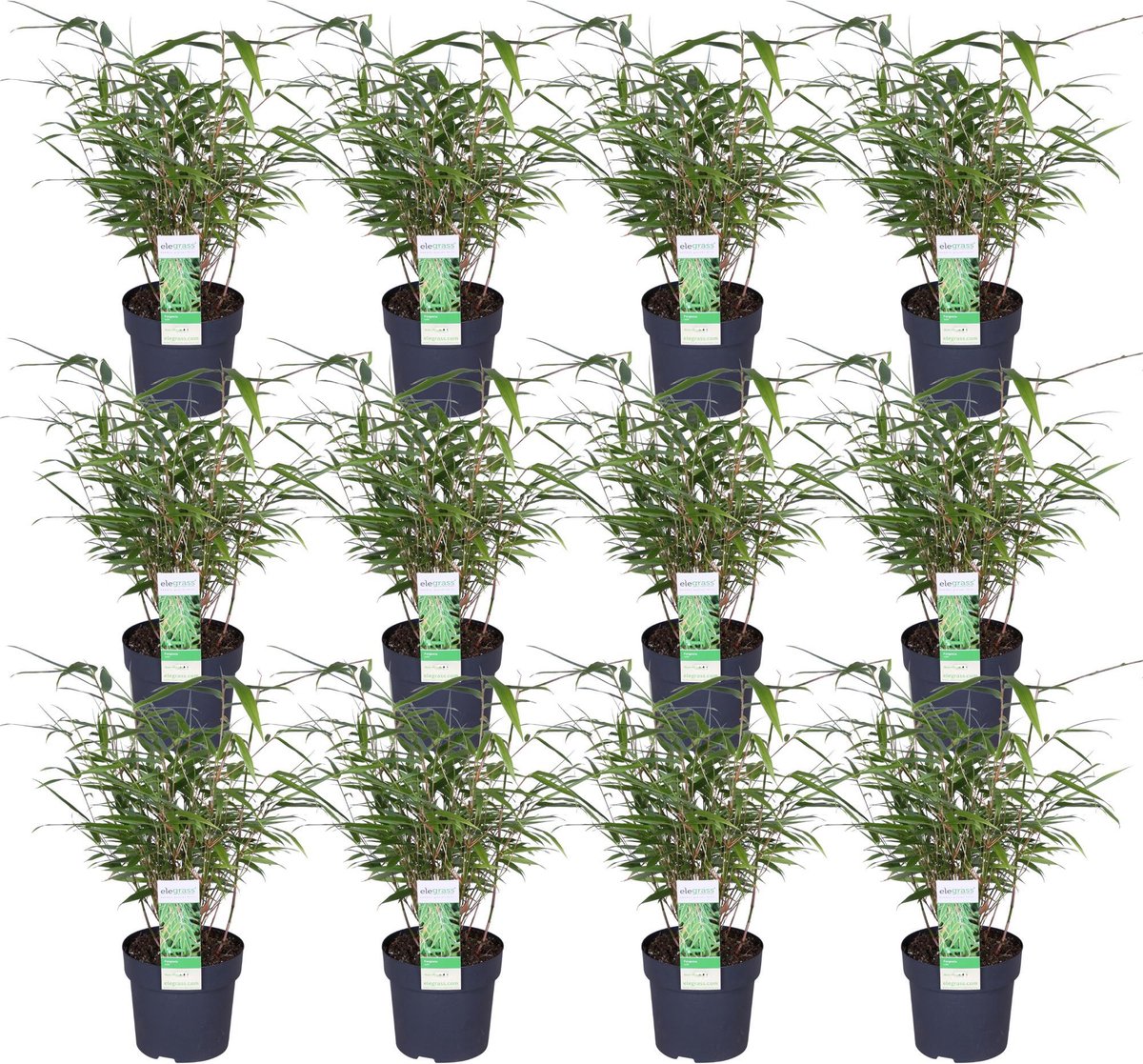 12x - Fargesia rufa - 40cm - Ø14