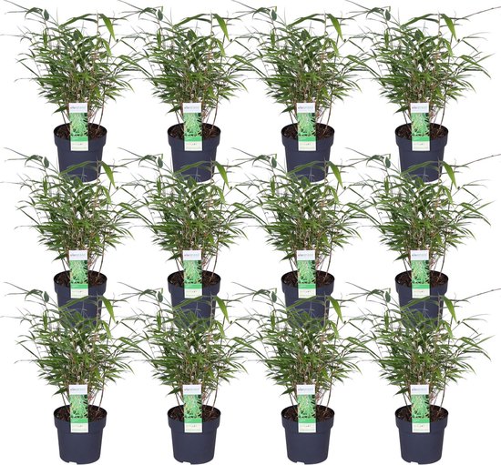 12x - Fargesia rufa - 40cm - Ø14