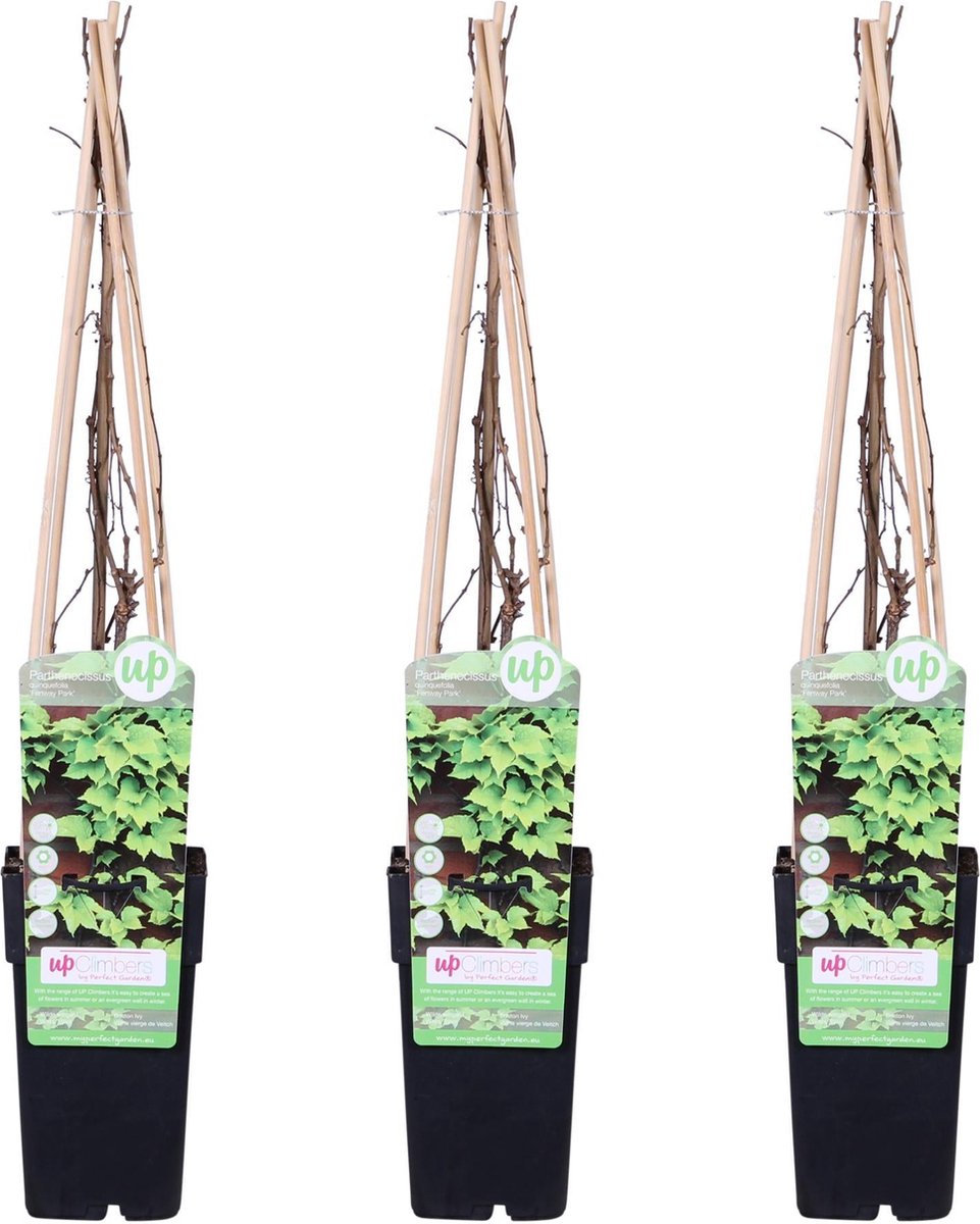 3x - Parthenocissus tricuspidata 'Veitch Boskoop' - ↨65cm - Ø15