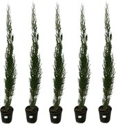 5x Cupressus Leylandii - 160cm