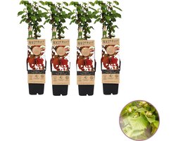 Hazelnootplant - set van 4 hazelnoten - Corylus av. 'Rode Zellernoot', - hoogte 45-55 cm