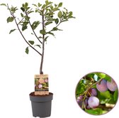 Pruimenboom, Prunus domestica 'Opal', 70 - 95 cm, fruitboom, zelfbestuivend, winterhard