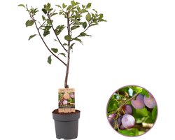 Pruimenboom, Prunus domestica 'Opal', 70 - 95 cm, fruitboom, zelfbestuivend, winterhard